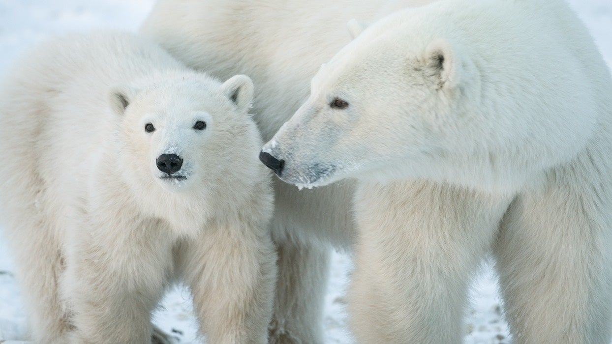 R Chauffement Climatique Les Ours Polaires Menac S Dextinction Dici