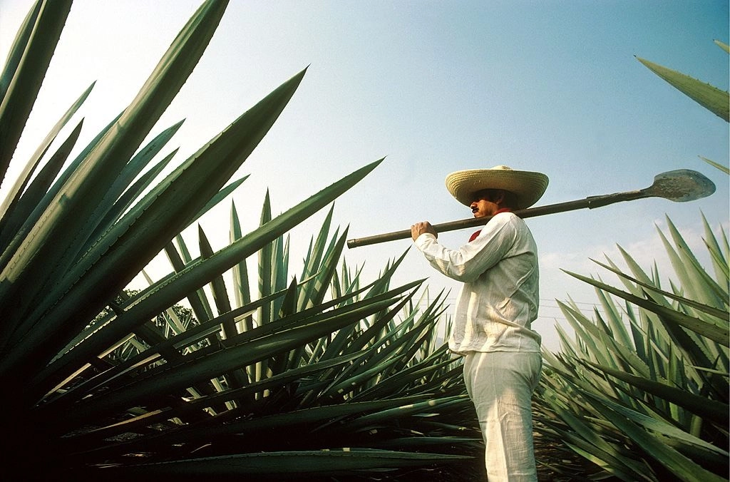 Foudre, diamants, chauve-souris : on vous dit tout ce que vous ignoriez sur la Tequila