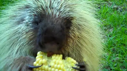 A porcupine which doesn’t like to share