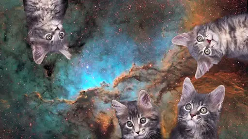 Space Cats