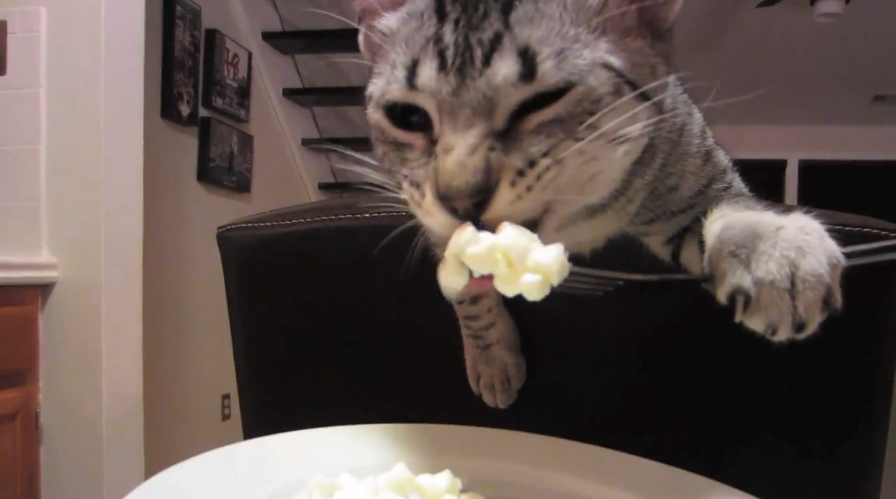 Meanwhile, un chat mange avec une fourchette…