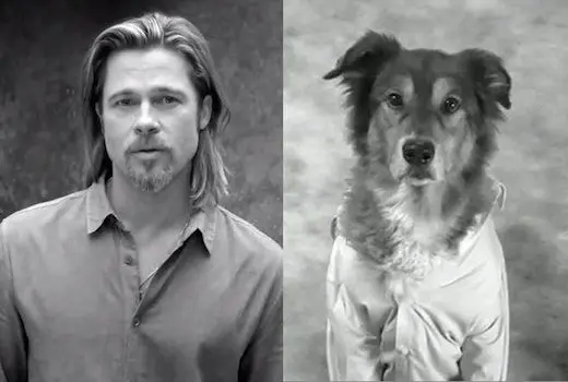La vidéo stupide du vendredi : les chiens et les guignols parodient Brad Pitt pour Chanel