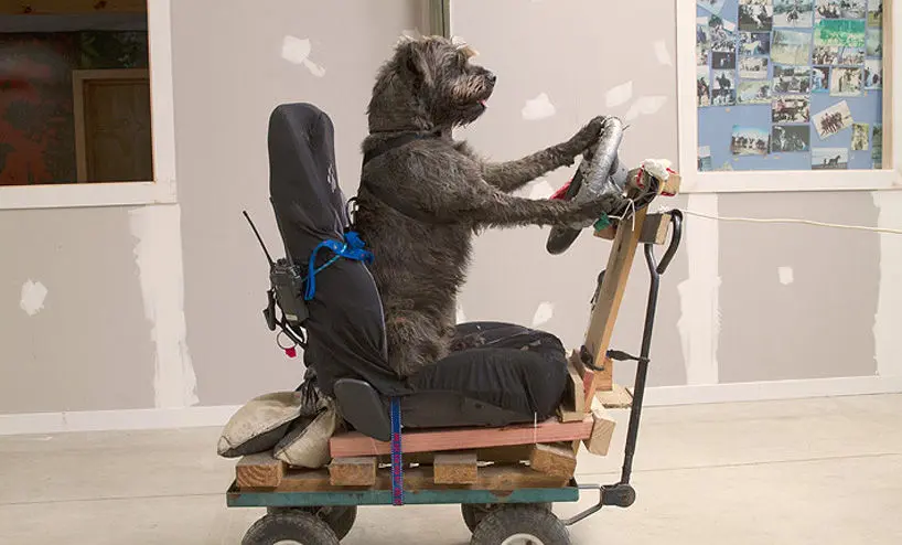 Vidéo : des chiens apprennent à conduire pour la bonne cause
