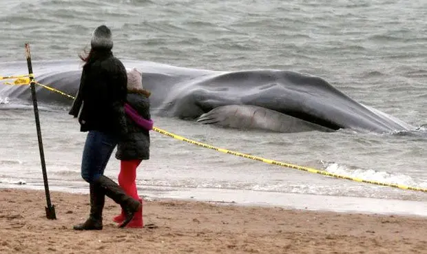 Une baleine échouée à New York