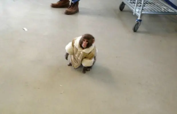 Ikea Monkey : une histoire de singe devenu un phénomène