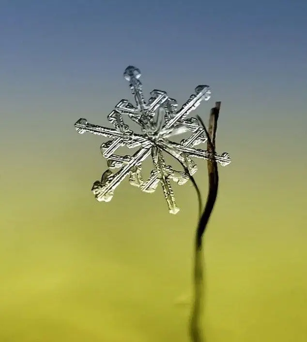 Photos : des flocons et cristaux de neige façon macro