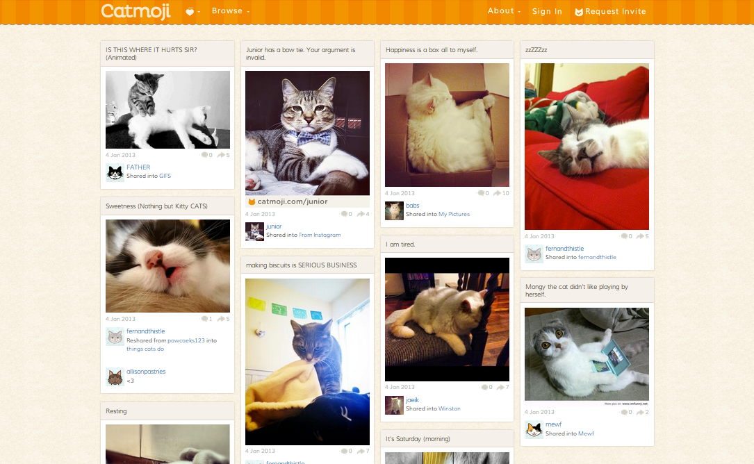 Catmoji : le premier réseau social pour les chats