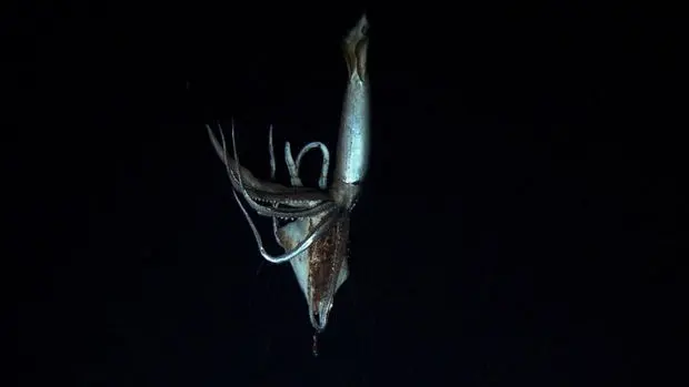 Un calamar géant découvert dans l’océan pacifique