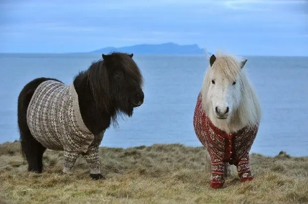Alerte : Poneys écossais amateurs de tricot