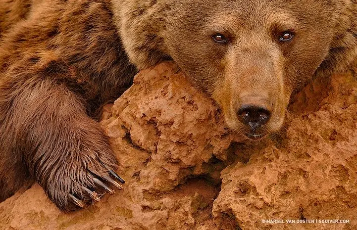 Photo : Marsel van Oosten invente l’érotisme chez les ours