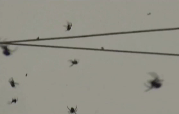 Vidéo : il pleut des araignées au Brésil