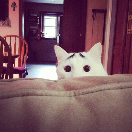 La revue Instagram : Sam le chat qui a des sourcils