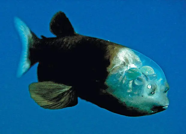 Le Macropinna microstoma : le poisson à tête transparente