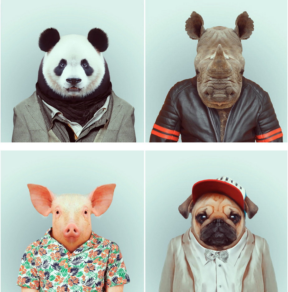 Zoo Portraits : Les animaux se mettent sur leur 31