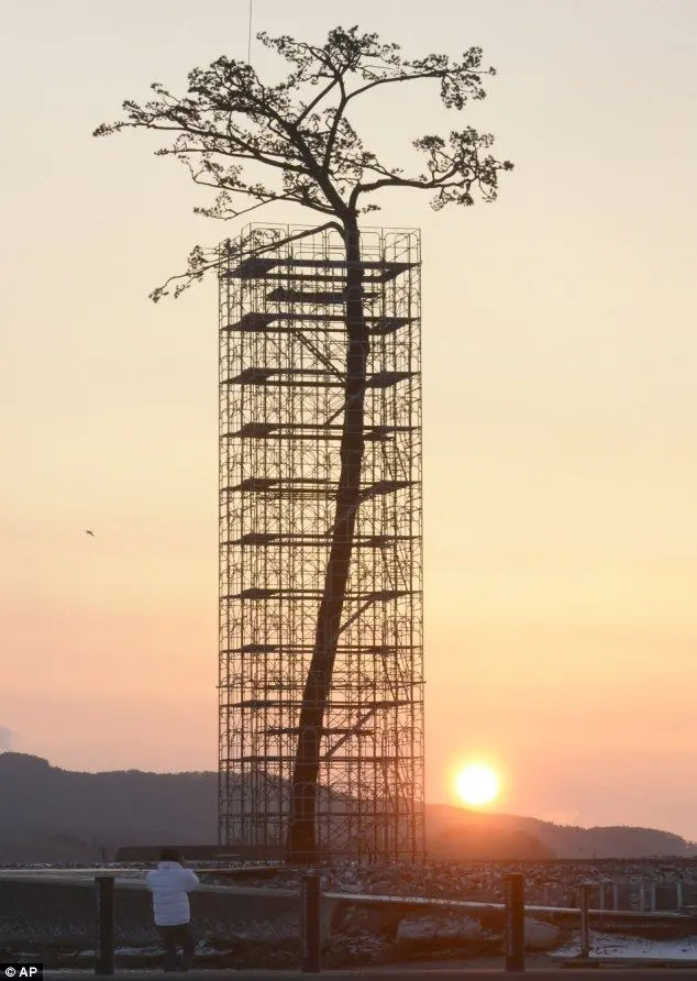 Un “pin miraculeux” dans la région de Fukushima