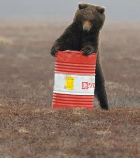 En Russie, des ours sont accros au kérosène