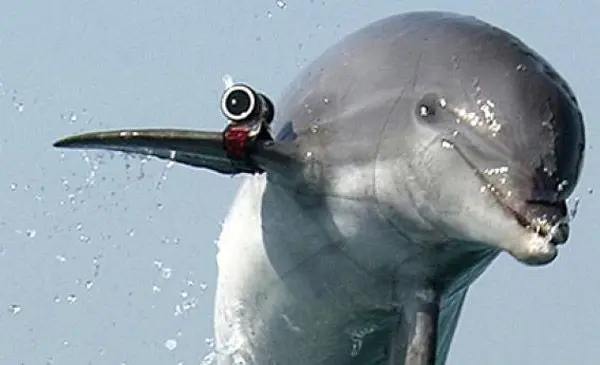 Alerte : évasion de dauphins tueurs en Ukraine