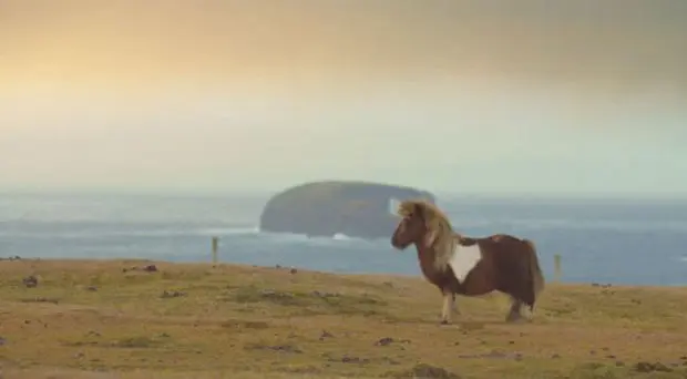 Vidéo : le Poney qui faisait le Moonwalk