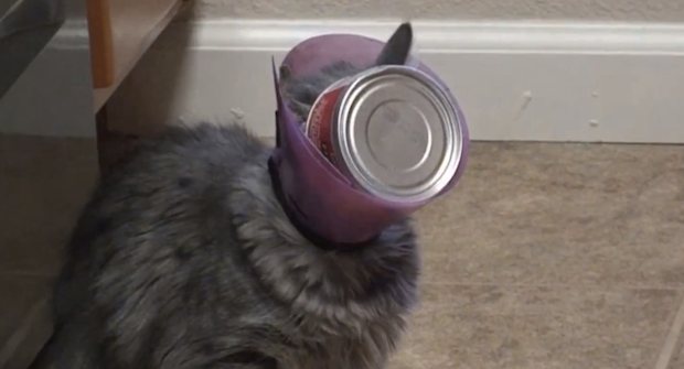 Vidéo : mauvaise journée pour un chat