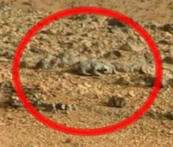 Un blogueur prétend voir un rat sur Mars