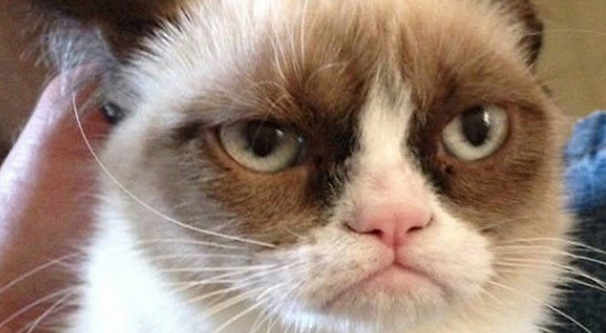 Un film sur Grumpy Cat pourrait voir le jour