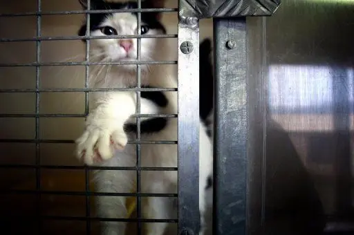 Russie : un chat arrêté pour contrebande