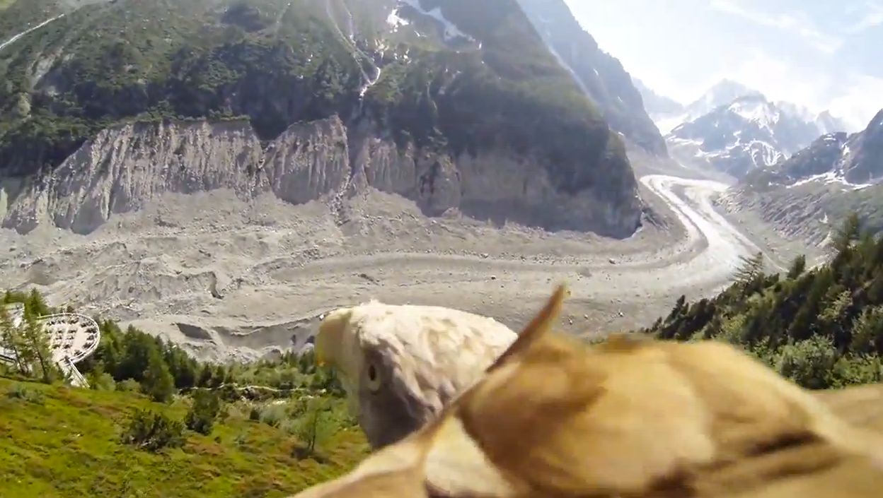 Vidéo : une GoPro sur le dos d’un aigle
