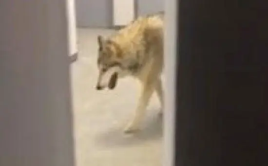 Vidéo : le loup de Sotchi était un canular