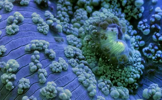 Vidéo : un time-lapse sublime les récifs coralliens