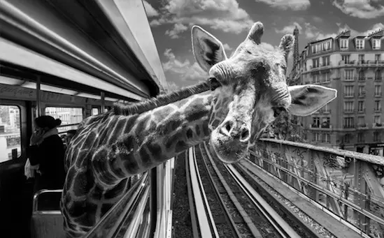 Expo : des animaux sauvages s’invitent dans le métro