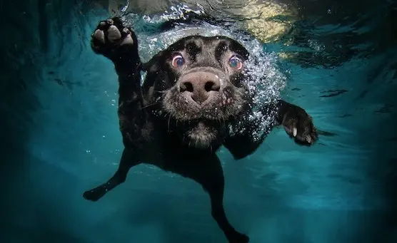 Des portraits hilarants de chiens sous l’eau