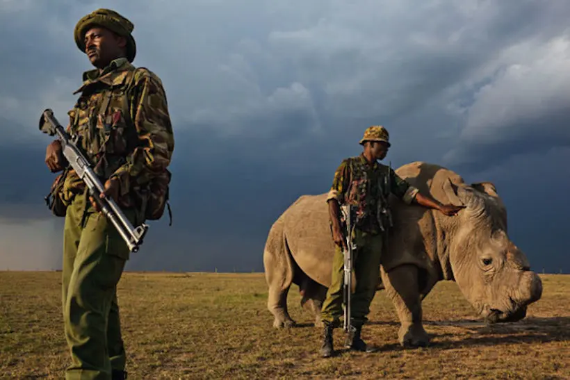 Rencontre avec le gardien du dernier rhinocéros blanc