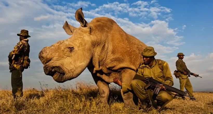Le dernier rhinocéros blanc possède ses propres gardes du corps