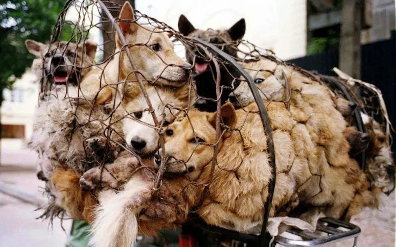 Un festival en Chine tue des milliers de chiens et soulève l’indignation