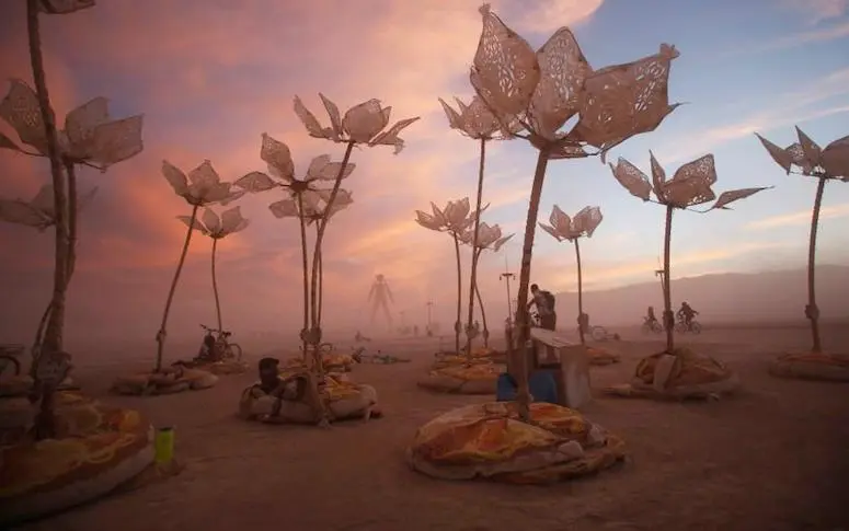 Des milliers d’insectes s’invitent au Burning Man