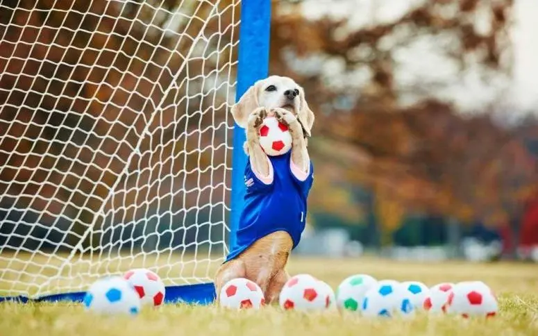 Purin, le chien qui est entré dans le livre des records car c’est un gardien de foot trop fort