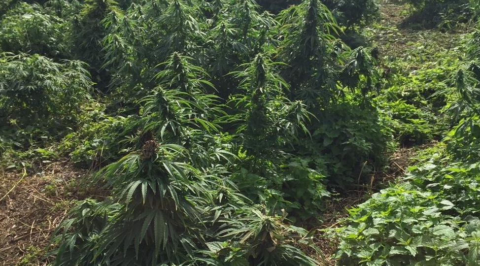 Une véritable forêt de cannabis découverte près de Londres