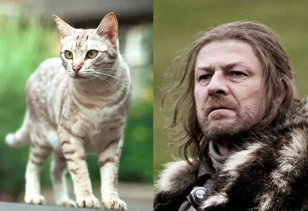 Et si les héros de Game of Thrones étaient des chats ?