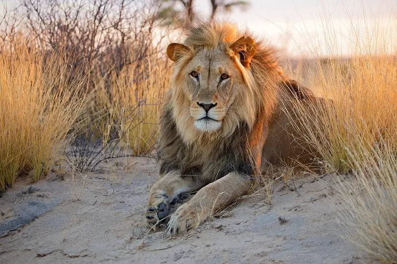 La moitié des lions d’Afrique pourrait disparaître d’ici 20 ans