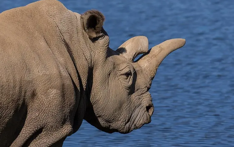 Il ne reste plus que trois rhinocéros blancs du Nord dans le monde