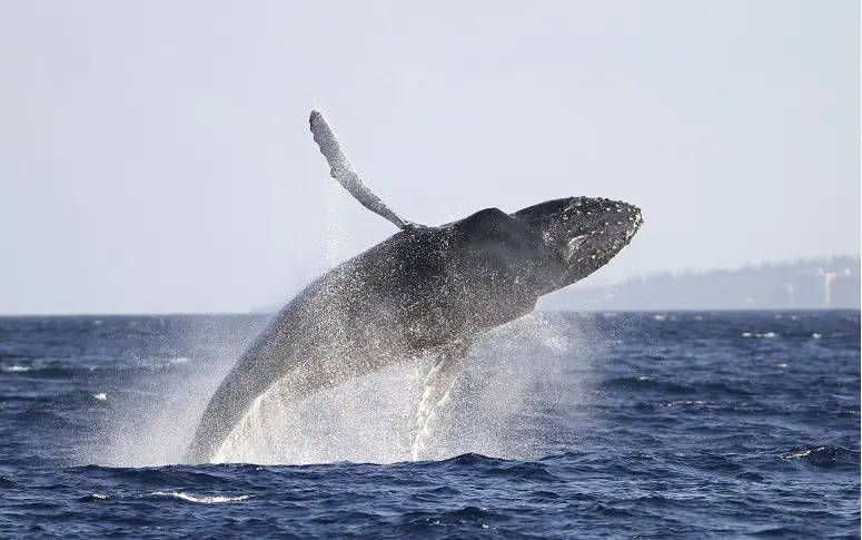 Chasse à la baleine : une société japonaise condamnée à verser un million de dollars