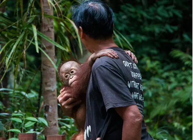 Les orangs-outans menacés par des incendies criminels en Indonésie