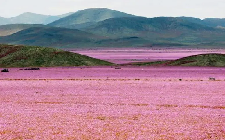 En images : quand le désert le plus aride du monde devient un champ de fleurs