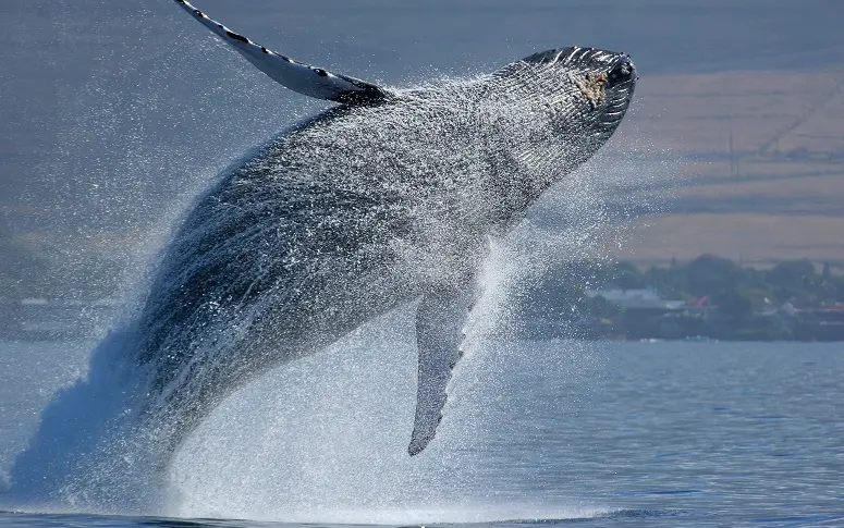Le Japon reprend la chasse à la baleine dans l’Antarctique