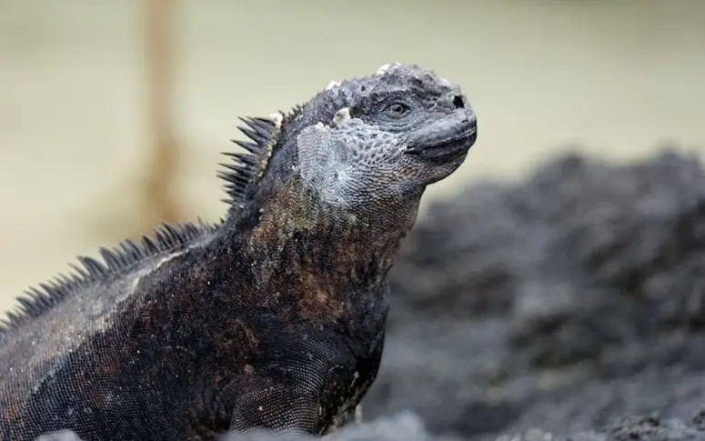 En images : la faune des îles Galapagos menacée