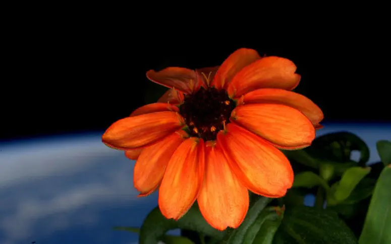 La Nasa fait éclore une fleur dans l’espace