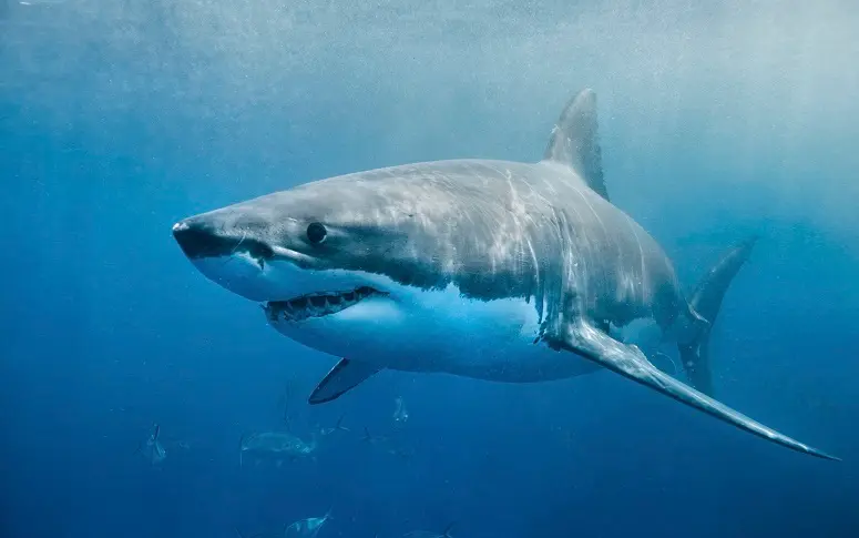 Le seul grand requin blanc en captivité est mort