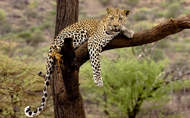En 2016, plus personne ne chassera le léopard en Afrique du Sud
