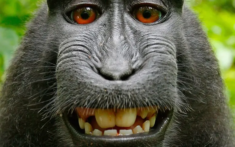 Pas de droits d’auteur pour le singe qui a pris ce selfie