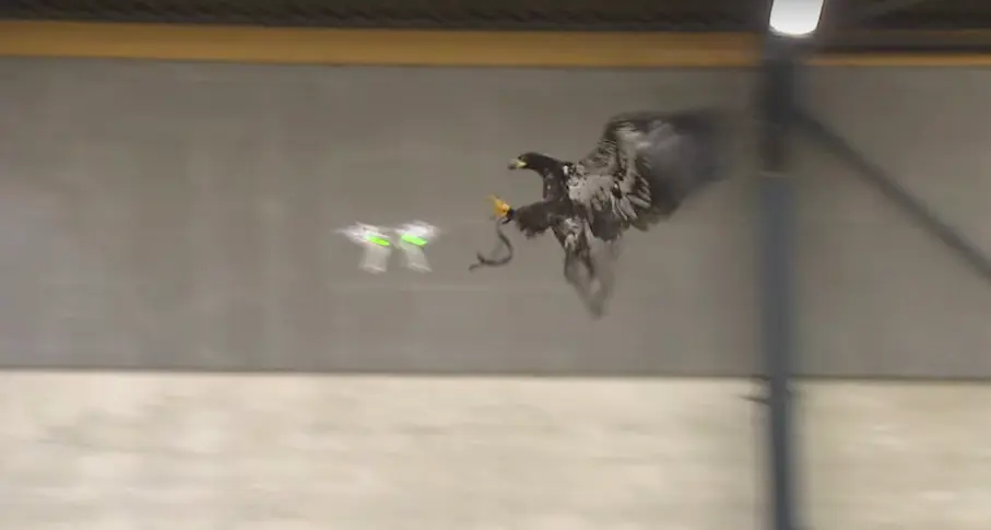 Vidéo : aux Pays-Bas, la police dresse des aigles à intercepter des drones